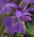 flower  : nom scientifique : Orchis mascula L. , Orchis , Orchidaceae 