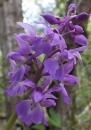 flower  : nom scientifique : Orchis mascula L. , Orchis , Orchidaceae 