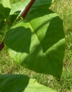 leaf  : nom scientifique : Phytolacca americana L. , Phytolacca , Phytolaccaceae 