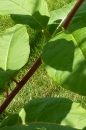stemleaf  : nom scientifique : Phytolacca americana L. , Phytolacca , Phytolaccaceae 