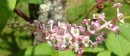 flower  : nom scientifique : Phytolacca americana L. , Phytolacca , Phytolaccaceae 