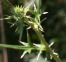 stemleaf  : nom scientifique : Cirsium arvense (L.) Scop. 