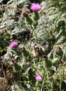 whole  : nom scientifique : Cirsium arvense (L.) Scop. 