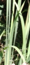 stemleaf  : nom scientifique : Typha angustifolia L. , Typha , Typhaceae 