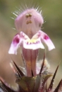 flower  : nom scientifique : Galeopsis tetrahit L. , Galeopsis , Lamiaceae 