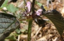 stemleaf  : nom scientifique : Galeopsis tetrahit L. , Galeopsis , Lamiaceae 