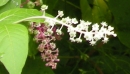 flower : nom scientifique : Phytolacca americana L. , Phytolacca , Phytolaccaceae