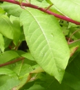 leaf : nom scientifique : Phytolacca americana L. , Phytolacca , Phytolaccaceae