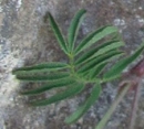 leaf : nom scientifique : Astragalus penduliflorus Lam. , Astragalus , Fabaceae