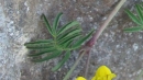stemleaf : nom scientifique : Astragalus penduliflorus Lam. , Astragalus , Fabaceae
