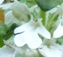 flower  : nom scientifique : Calamintha nepeta (L.) Savi , Calamintha , Lamiaceae 