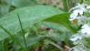 leaf  : nom scientifique : Calamintha nepeta (L.) Savi , Calamintha , Lamiaceae 