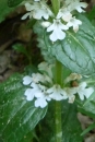 stemleaf  : nom scientifique : Calamintha nepeta (L.) Savi , Calamintha , Lamiaceae 