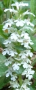 flower  : nom scientifique : Calamintha nepeta (L.) Savi , Calamintha , Lamiaceae 