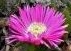 flower : nom scientifique : Carpobrotus acinaciformis L. Bolus , Carpobrotus , Aizoaceae