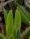 leaf : nom scientifique : Carpobrotus acinaciformis L. Bolus , Carpobrotus , Aizoaceae