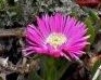 whole : nom scientifique : Carpobrotus acinaciformis L. Bolus , Carpobrotus , Aizoaceae