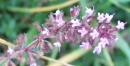 flower  : nom scientifique : Thymus serpyllum L. , Thymus , Lamiaceae 