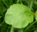 leaf : nom scientifique : Raphanus raphanistrum L. , Raphanus , Brassicaceae