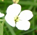 flower : nom scientifique : Raphanus raphanistrum L. , Raphanus , Brassicaceae