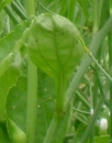 stemleaf : nom scientifique : Raphanus raphanistrum L. , Raphanus , Brassicaceae