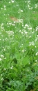 whole : nom scientifique : Raphanus raphanistrum L. , Raphanus , Brassicaceae