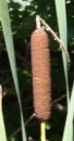 flower : nom scientifique : Typha latifolia L. , Typha , Typhaceae