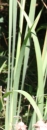 stemleaf : nom scientifique : Typha latifolia L. , Typha , Typhaceae