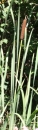 whole : nom scientifique : Typha latifolia L. , Typha , Typhaceae