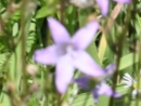 flower  : nom scientifique : Campanula patula L. , Campanula , Campanulaceae 