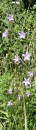 whole  : nom scientifique : Campanula patula L. , Campanula , Campanulaceae 