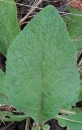 leaf : nom scientifique : Inula L. , Asteraceae