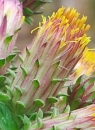 flower : nom scientifique : Inula L. , Asteraceae