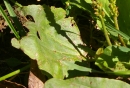 leaf  : nom scientifique : Plantago major L. , Plantago , Plantaginaceae 