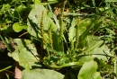 whole  : nom scientifique : Plantago major L. , Plantago , Plantaginaceae 