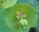 flower  : nom scientifique : Euphorbia amygdaloides L. , Euphorbia , Euphorbiaceae 