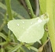 leaf  : nom scientifique : Euphorbia amygdaloides L. , Euphorbia , Euphorbiaceae 