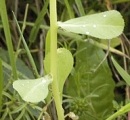 stemleaf  : nom scientifique : Euphorbia amygdaloides L. , Euphorbia , Euphorbiaceae 