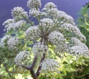 flower  : nom scientifique : Angelica sylvestris L. , Angelica , Apiaceae 