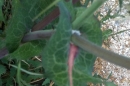 stemleaf : nom scientifique : Sonchus oleraceus L. , Sonchus , Asteraceae