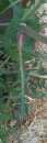 leaf : nom scientifique : Sonchus oleraceus L. , Sonchus , Asteraceae