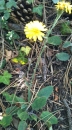 whole : nom scientifique : Hieracium murorum L. , Hieracium , Asteraceae