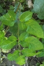 leaf  : nom scientifique : Angelica sylvestris L. , Angelica , Apiaceae 