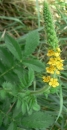 whole : nom scientifique : Agrimonia eupatoria L. , Agrimonia , Rosaceae