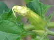 flower  : nom scientifique : Datura stramonium L. , Datura , Solanaceae 