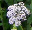 flower  : nom scientifique : Heracleum sphondylium L. , Heracleum , Apiaceae 