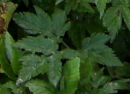 leaf  : nom scientifique : Heracleum sphondylium L. , Heracleum , Apiaceae 