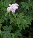 whole  : nom scientifique : Heracleum sphondylium L. , Heracleum , Apiaceae 
