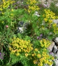whole : nom scientifique : Euphorbia cyparissias L. , Euphorbia , Euphorbiaceae