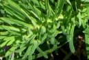 stemleaf : nom scientifique : Euphorbia cyparissias L. , Euphorbia , Euphorbiaceae